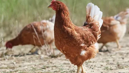 рост спроса на яйца