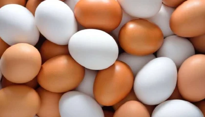 польза яиц